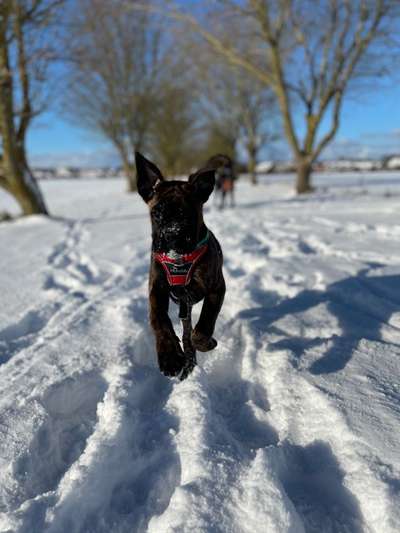 Die Dogorama Kalender Challenge Teil 2/4-Beitrag-Bild