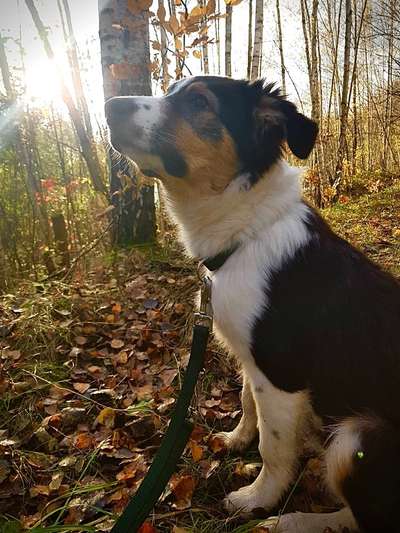 Hundetreffen-Treffen in Mittweida-Bild