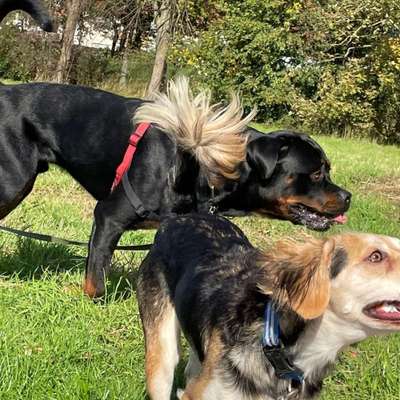 Hundetreffen-Suchen regelmäßige gassitreffen oder Spieletreffen 🐕-Bild