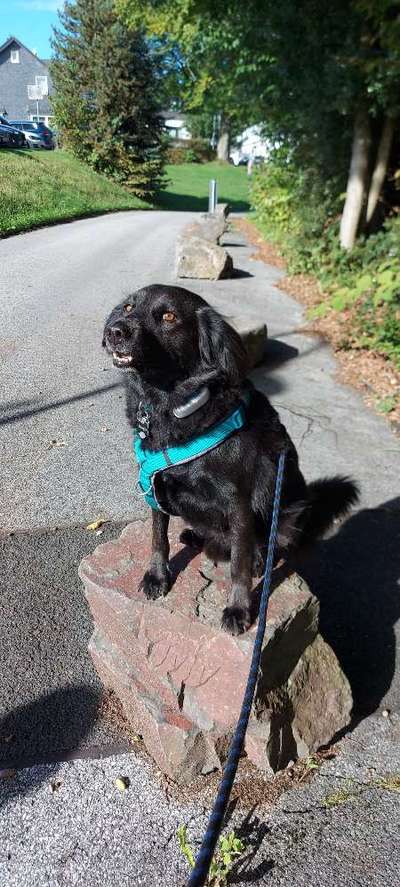 TierschutzhundeStammtisch🐕-Beitrag-Bild