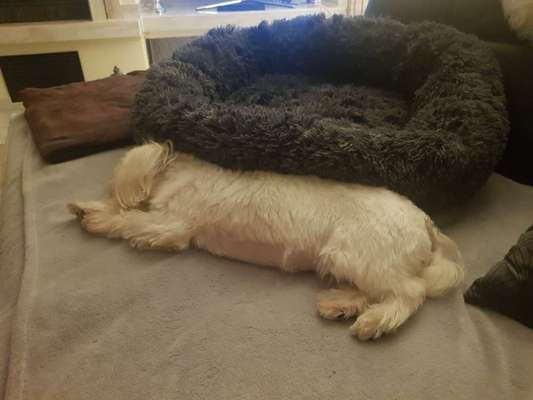 Zeigt mir die lustigsten Schlafpositionen eurer Fellnasen-Beitrag-Bild