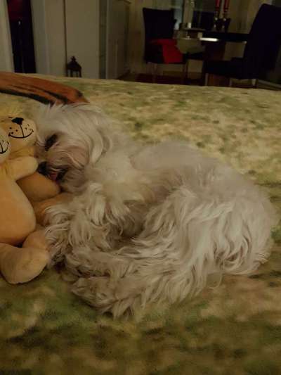 Zeigt mir die lustigsten Schlafpositionen eurer Fellnasen-Beitrag-Bild