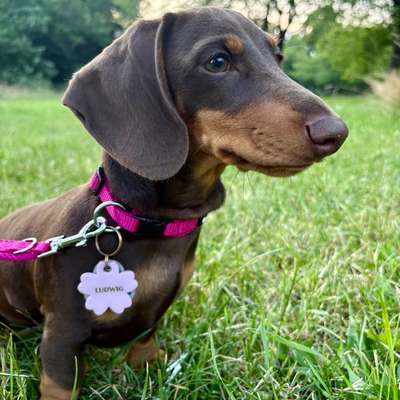 Hundetreffen-Welpen oder Kleine Hunde zum Spielen-Bild