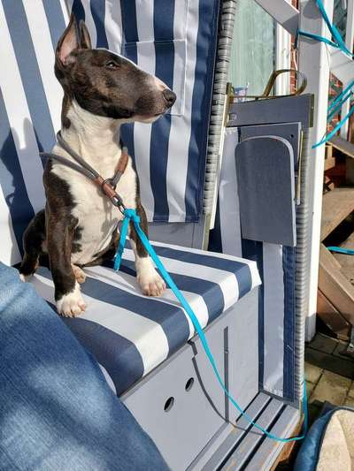 Miniatur Bull Terrier-Beitrag-Bild
