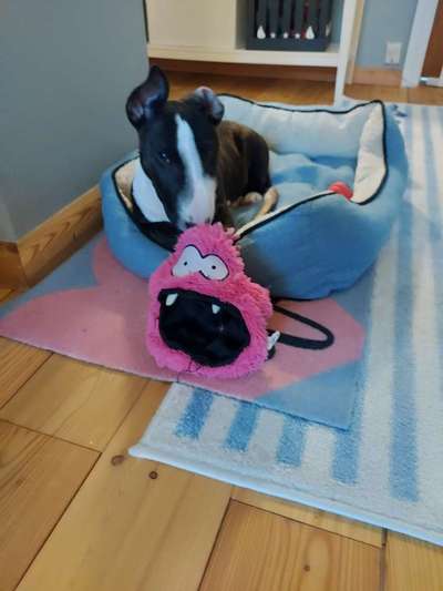 Kuscheltier-Beitrag-Bild