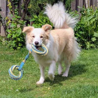 Hundetreffen-Treffen Gassirunde, Training & Spielen-Bild