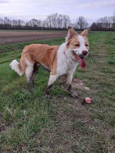 Die Dogorama Wochen Challenge-Beitrag-Bild