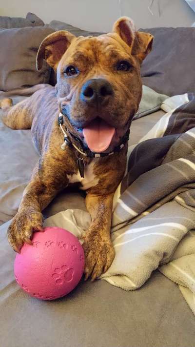 Olde English Bulldogge-Beitrag-Bild