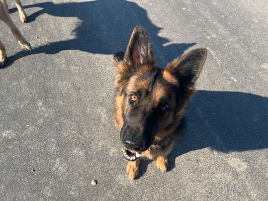 Hundetreffen-Spielkumpel/in gesucht-Bild