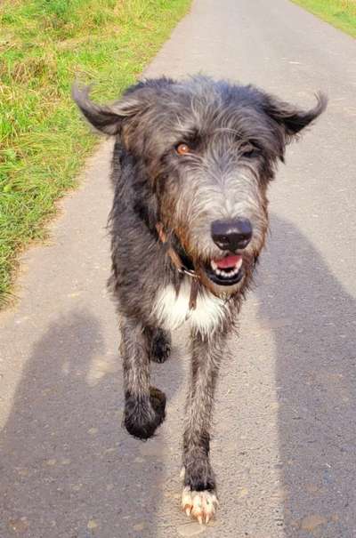 Fotochallenge 66 ~ Rennaction -Zeig deinen Hund im Lauf-Beitrag-Bild