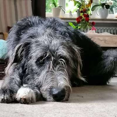 Irische Wolfshunde Hilfe-Tipps-Tricks-Beitrag-Bild