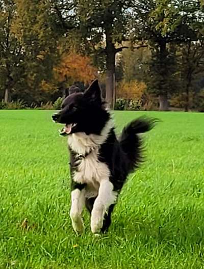 Fotochallenge 66 ~ Rennaction -Zeig deinen Hund im Lauf-Beitrag-Bild