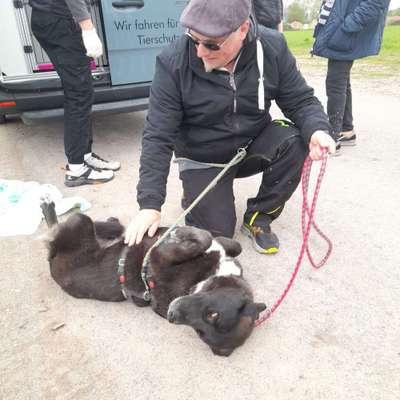 TierschutzhundeStammtisch🐕-Beitrag-Bild