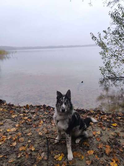 Hundetreffen-Junghundetreffen-Bild