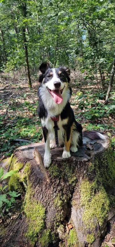 Foto -Challenge  Thema : Dein Hund Im Wald-Beitrag-Bild