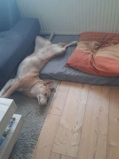 Dogorama Photo Challenge - Zeigt her eure Bäuche-Beitrag-Bild