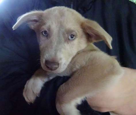 Welpen Bilder !-Beitrag-Bild