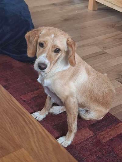 TierschutzhundeStammtisch🐕-Beitrag-Bild