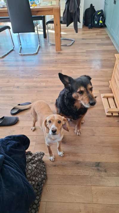 Hundetreffen-Otto und vaia suchen Begleitung-Bild