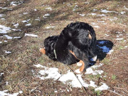 36. Handy Foto Challenge - Sonnenanbeter-Beitrag-Bild