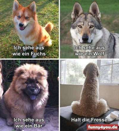 Hunde Memes-Beitrag-Bild