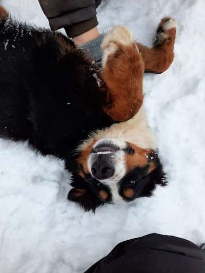 Berner Sennen-Beitrag-Bild