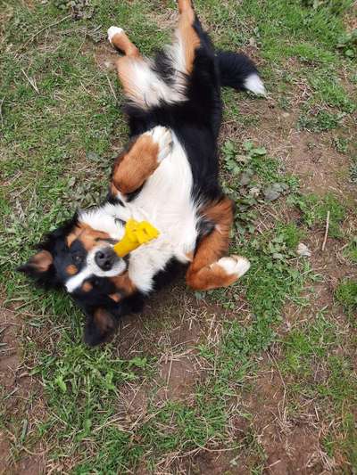 Dogorama Photo Challenge - Hunde in Action-Beitrag-Bild