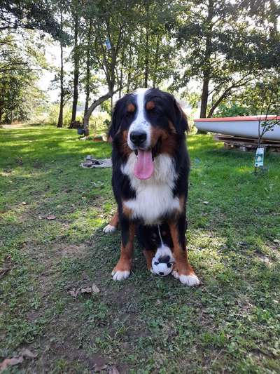 Berner Sennen-Beitrag-Bild