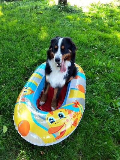 Berner Sennen-Beitrag-Bild