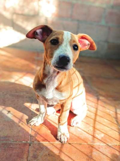 Podencomischling oder Podenco-Beitrag-Bild