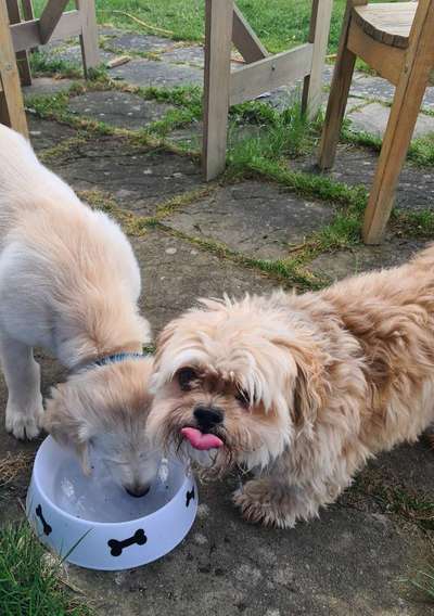 Lustigsten Grimassen von euren Hunden-Beitrag-Bild