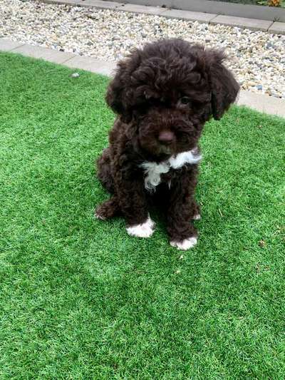 Welpen Bilder !-Beitrag-Bild