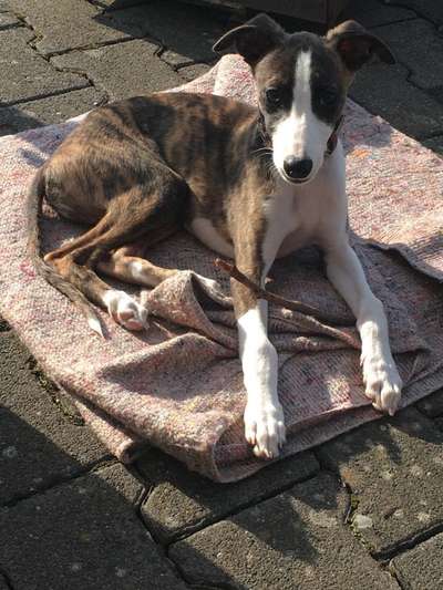 Welpen Bilder !-Beitrag-Bild