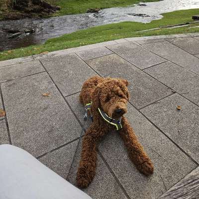 Hundetreffen-Trainingspartner gesucht-Bild