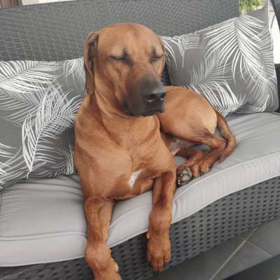 147. Foto Challenge: Bettelblick-Beitrag-Bild