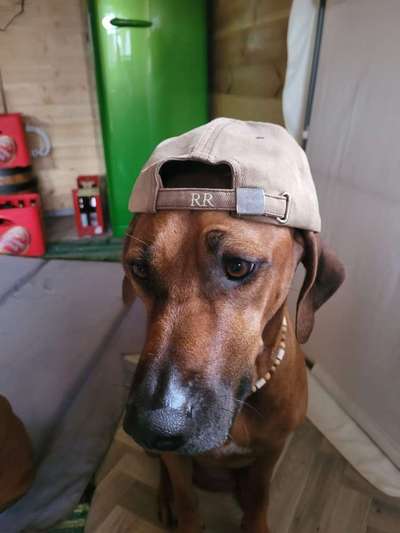 Hunde Porträt (Portrait) Galerie....-Beitrag-Bild