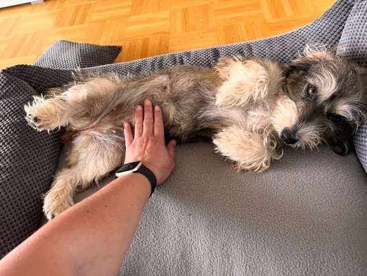 Fotosammlung: ,,Der natürliche Hund" Unbearbeitet, ungestellt und in Natura-Beitrag-Bild