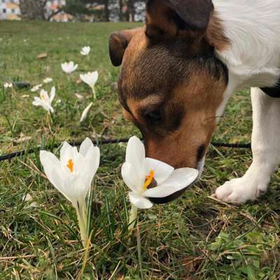 Hundetreffen-Hunde Freunde gesucht-Bild