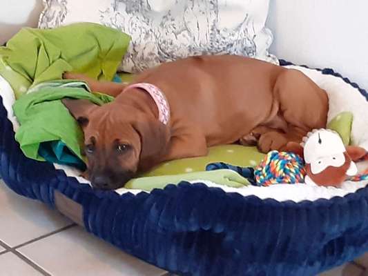 Welpen Bilder !-Beitrag-Bild