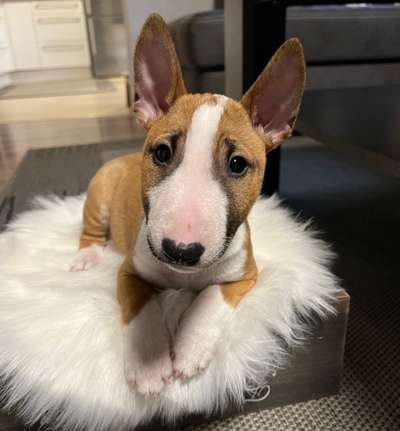 Miniatur Bull Terrier-Beitrag-Bild