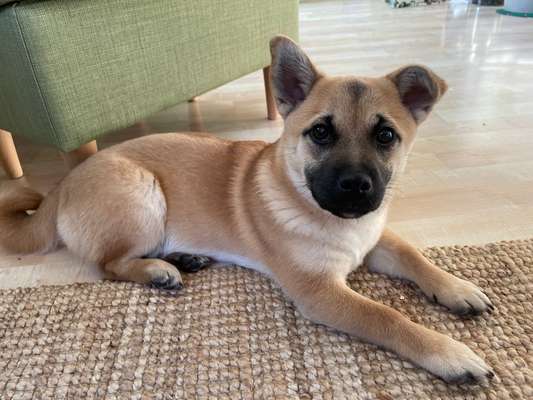 Mischlingshunde Foto Aufruf-Beitrag-Bild