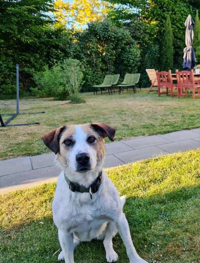 Hundetreffen-Gemeinsam Agility lernen-Bild