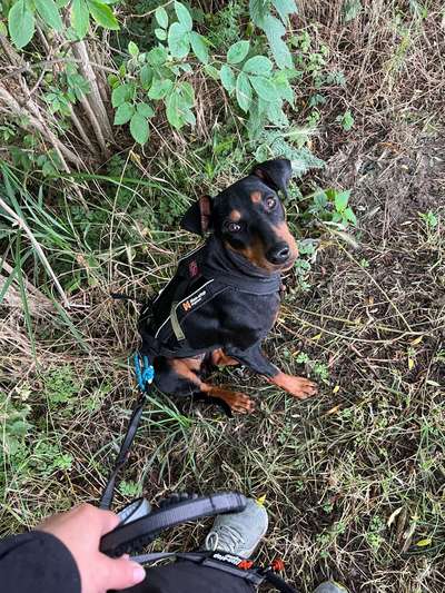 Hundetreffen-Canicross- Training/ Joggen mit Hund-Bild