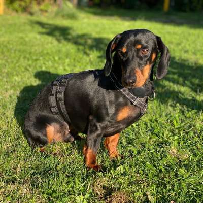 Hundetreffen-Gassirunde / Training-Bild