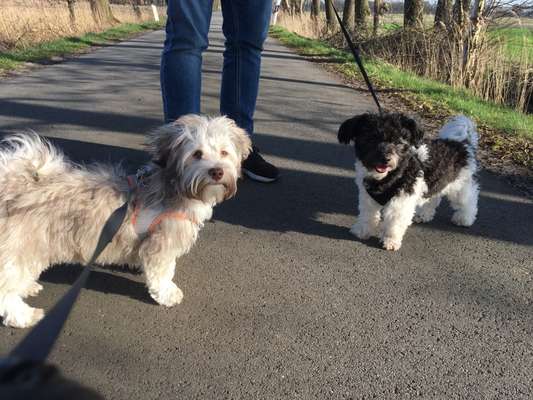 Havaneser dabei?:)-Beitrag-Bild