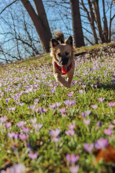 Fotochallenge No. 26                                     Wald und Wiese-Beitrag-Bild