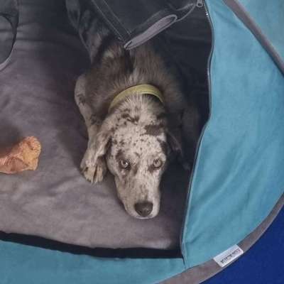 Hundetreffen-Jung Hund sucht Spielkameraden-Bild