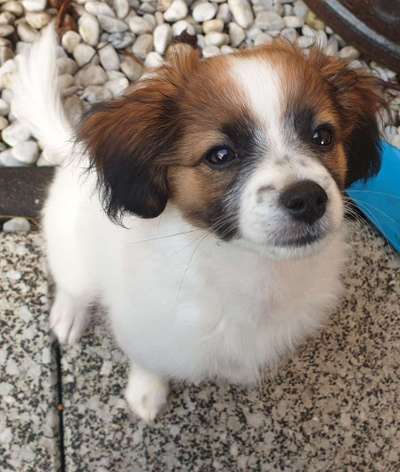 Welpen Bilder !-Beitrag-Bild