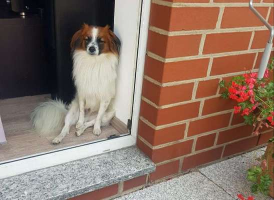 Dein Hund im Dogorama-Kalender 2021-Beitrag-Bild