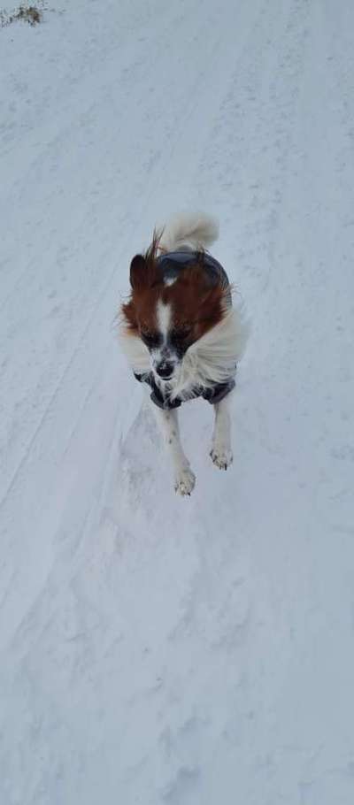 Challenge Nr. 16         Dynamik - Dein Hund in Bewegung-Beitrag-Bild